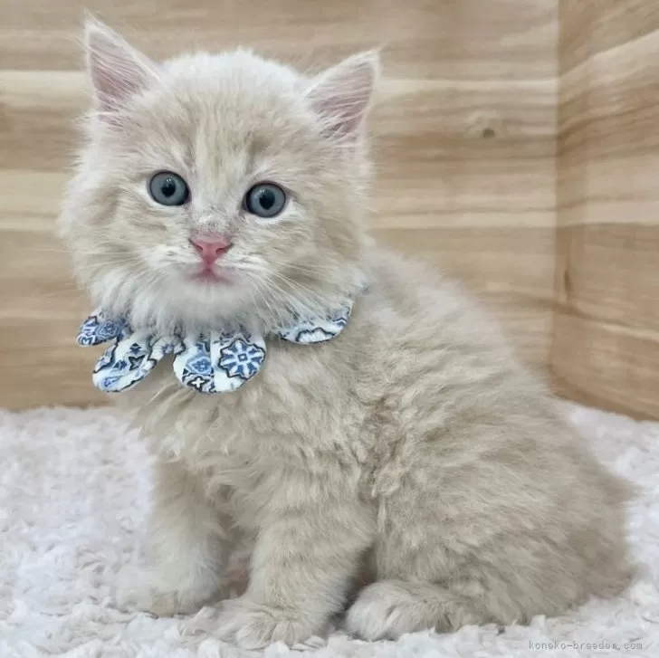 ID：2503-00102の子猫