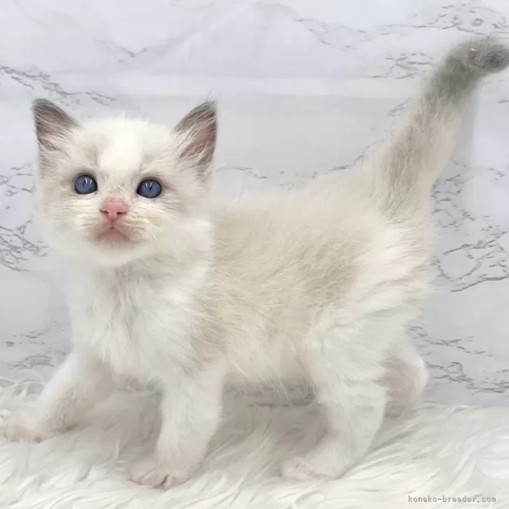ID:2503-01366の子猫