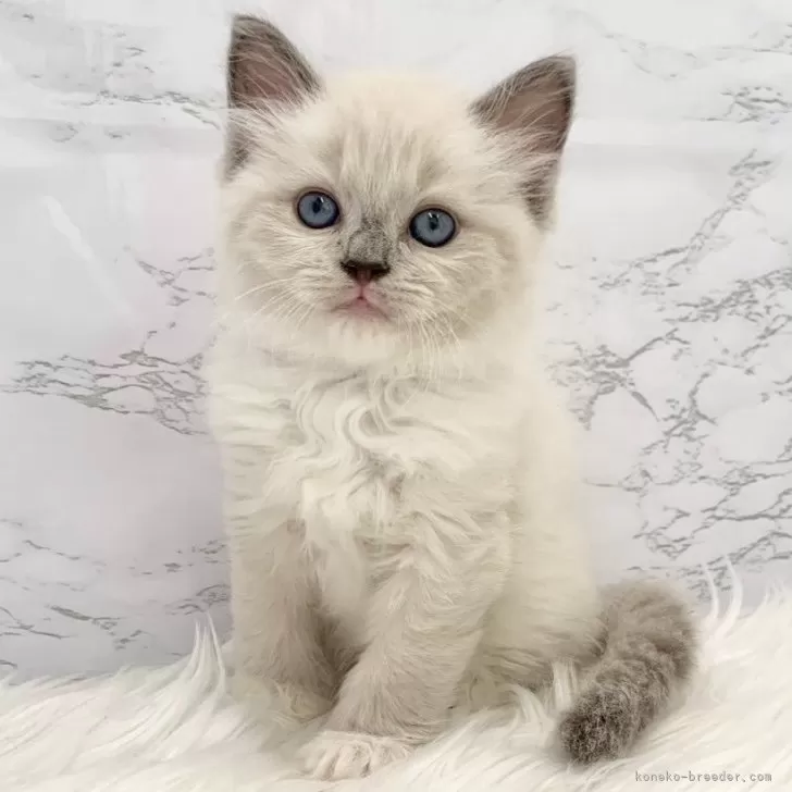 ID：2502-01469の子猫