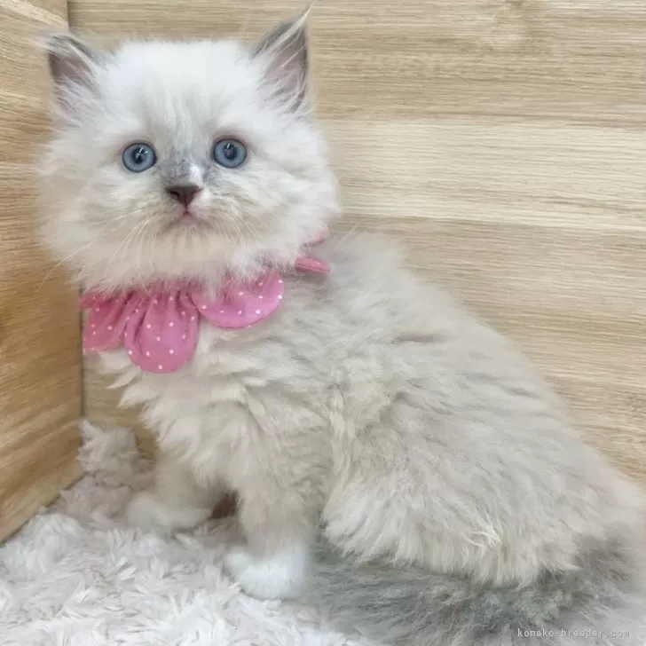 ID:2507-02488の子猫