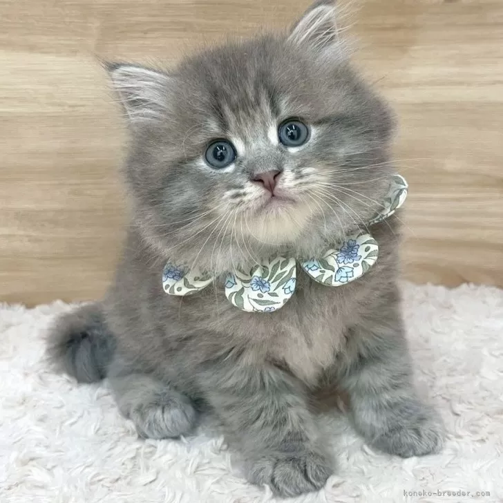 ID：2506-02214の子猫