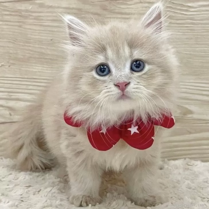 ID:2501-00265の子猫