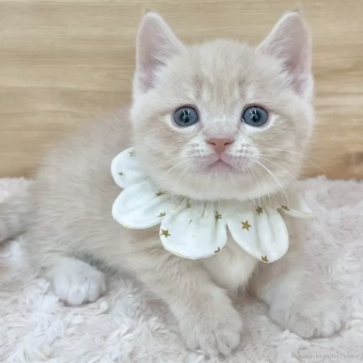 ID:2507-01049の子猫