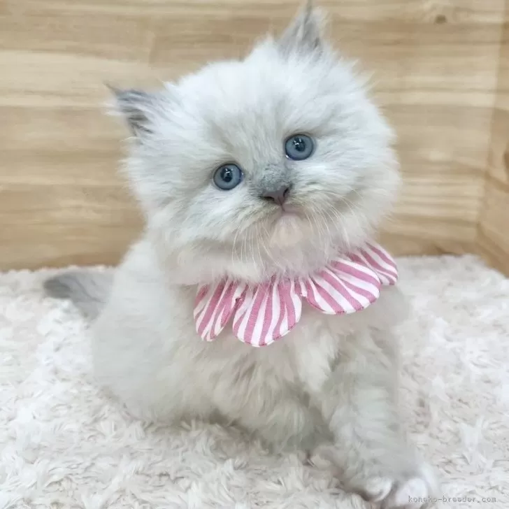 ID：2507-01829の子猫