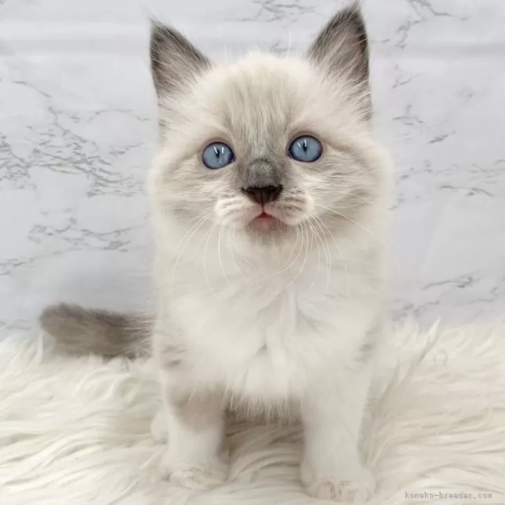 M.N 様のお迎えした子猫