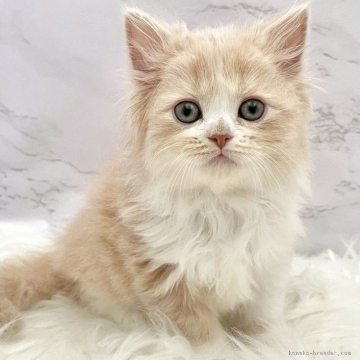 ブリーダー画像