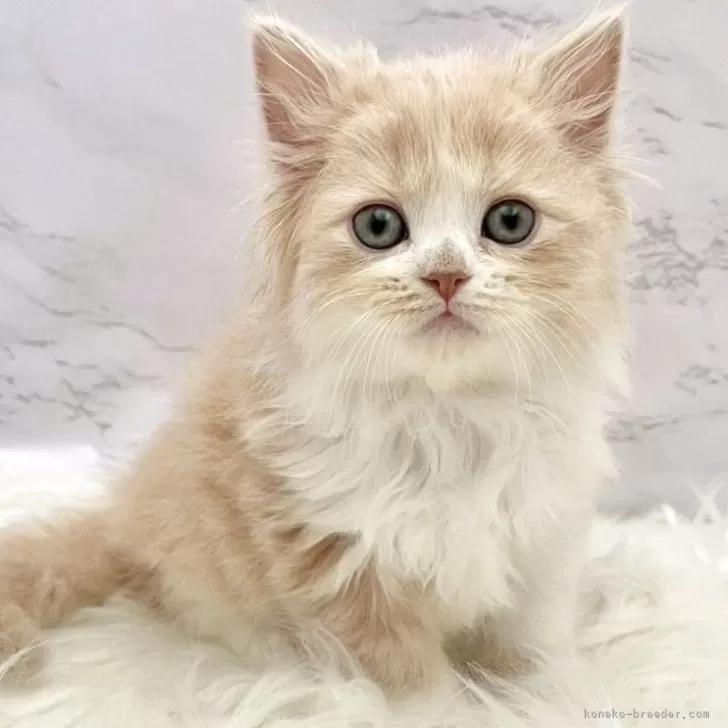 ミヌエット(長足)【愛知県・女の子・2025年9月21日・クリームタビー&amp;ホワイト】の写真1