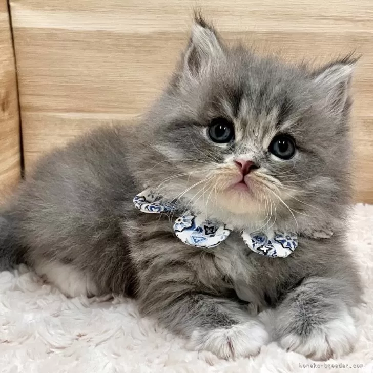 ID：2502-02175の子猫