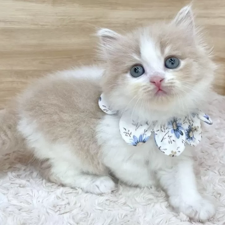 ID:2506-00228の子猫