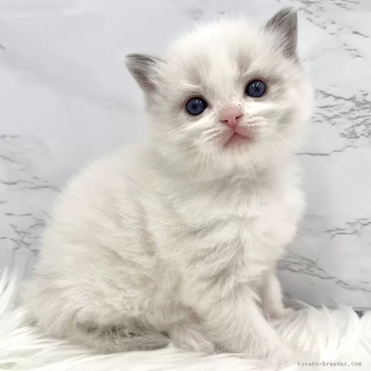 ID：2412-01846の子猫