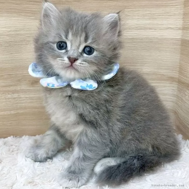 ID:2508-02763の子猫