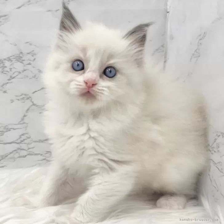 ID：2509-01069の子猫