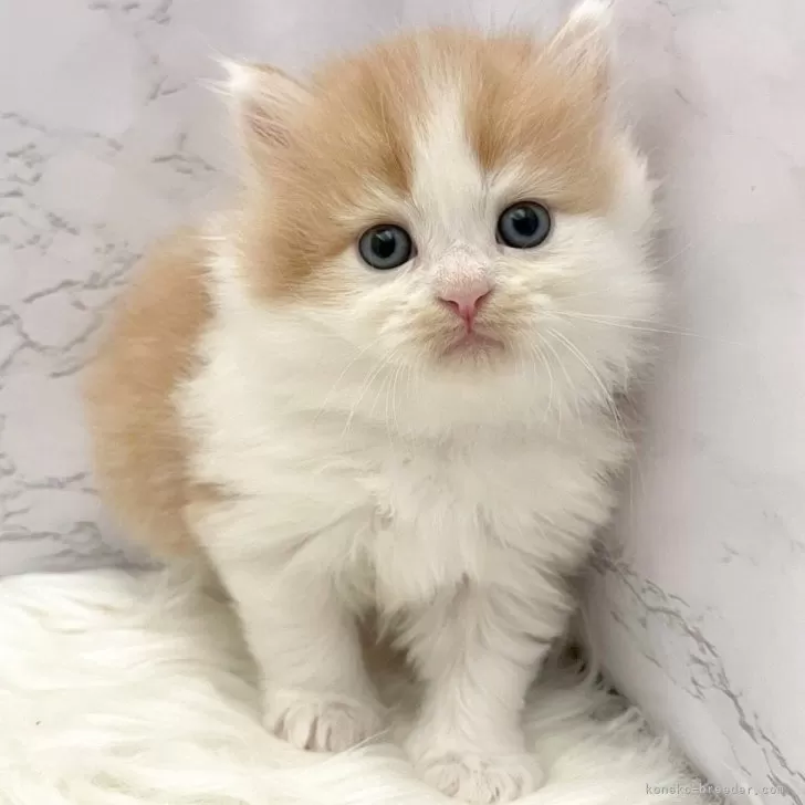 ミヌエット(長足)【愛知県・男の子・2025年10月20日・レッドタビー&amp;ホワイト】の写真1