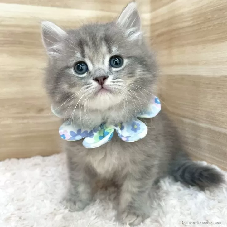 ID:2505-00148の子猫