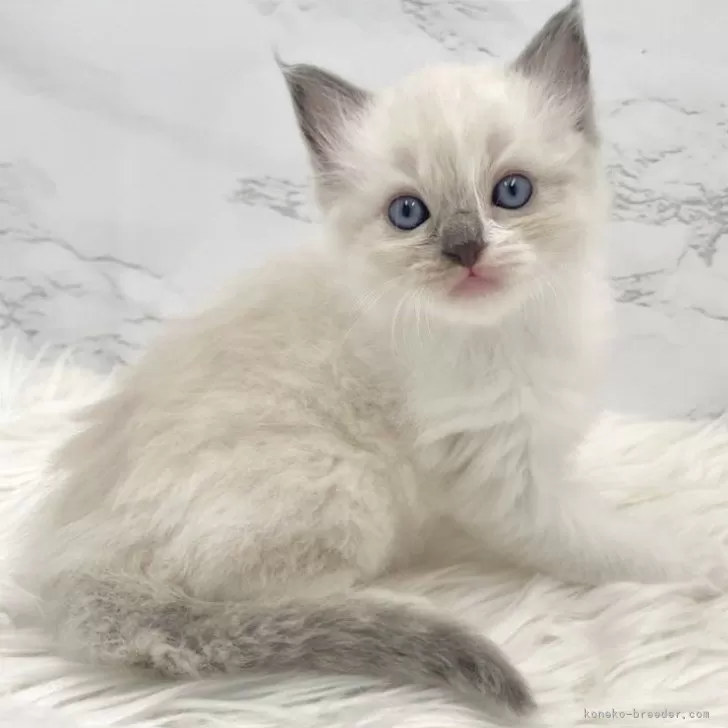 ID：2509-00072の子猫