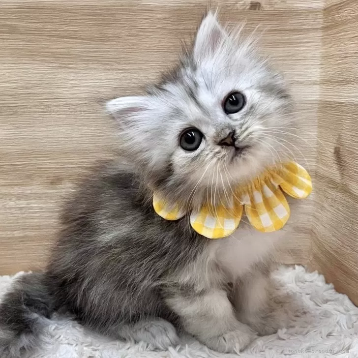 ID:2502-00719の子猫