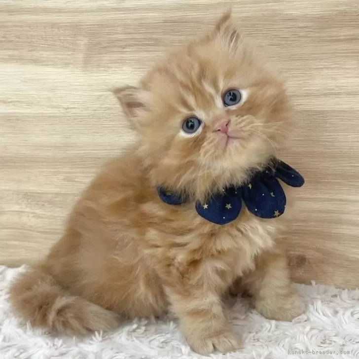 ID：2502-00016の子猫