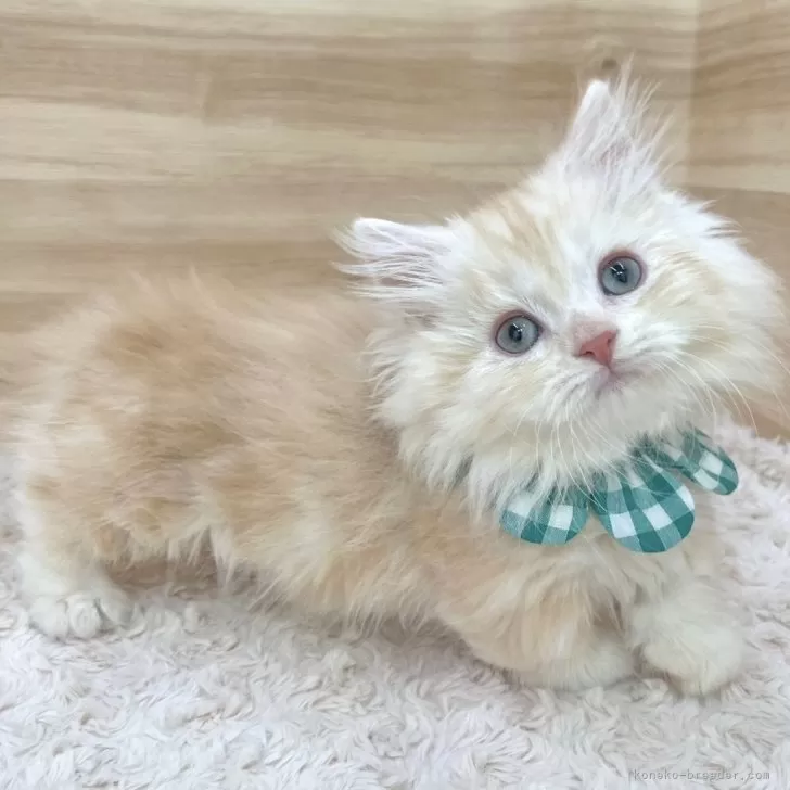 ID：2412-02770の子猫