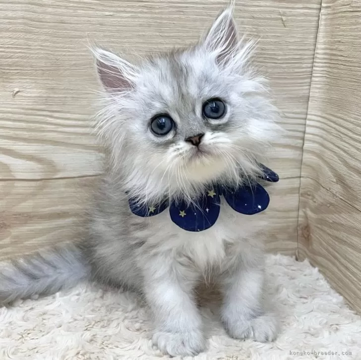 ID：2502-00721の子猫