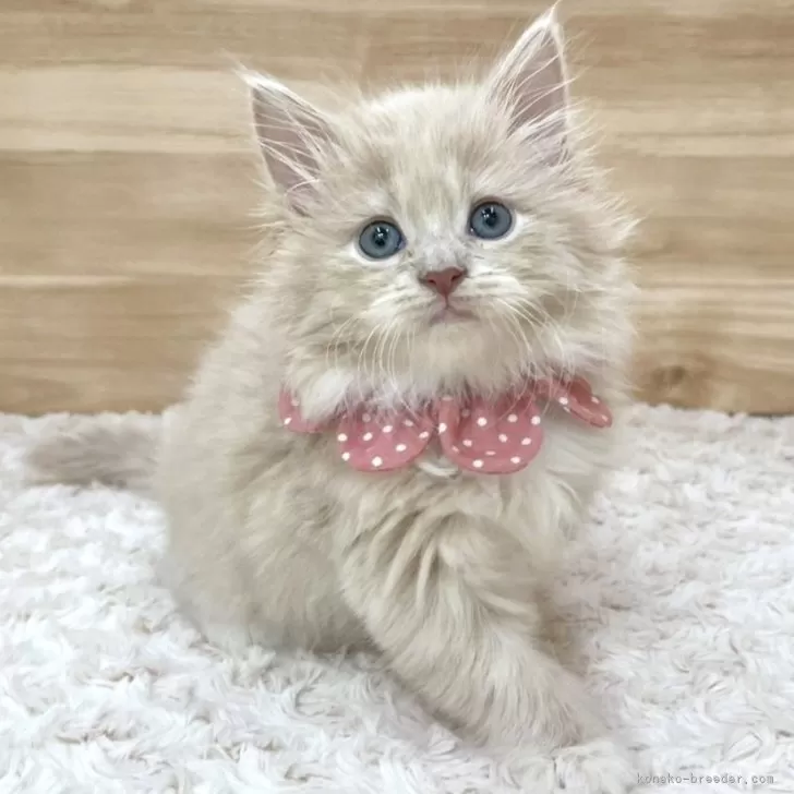 ID：2501-01909の子猫