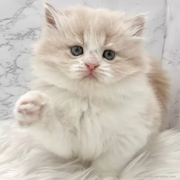 ID:2508-00561の子猫