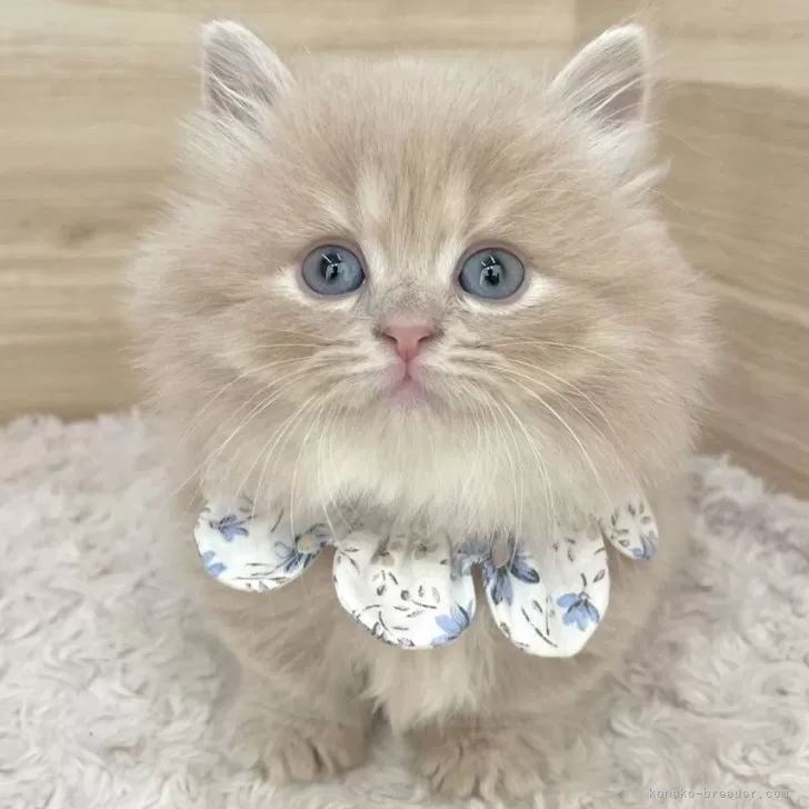 ID：2412-02832の子猫