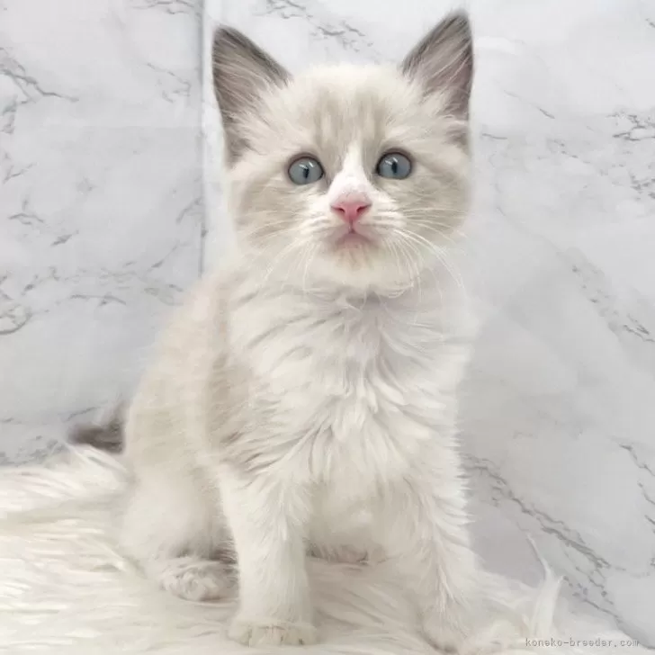 ID：2507-01111の子猫