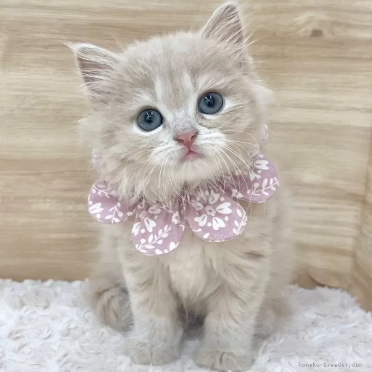 ID:2507-02395の子猫