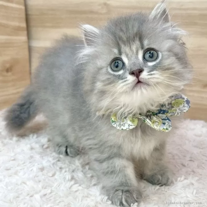 ID：2509-01690の子猫