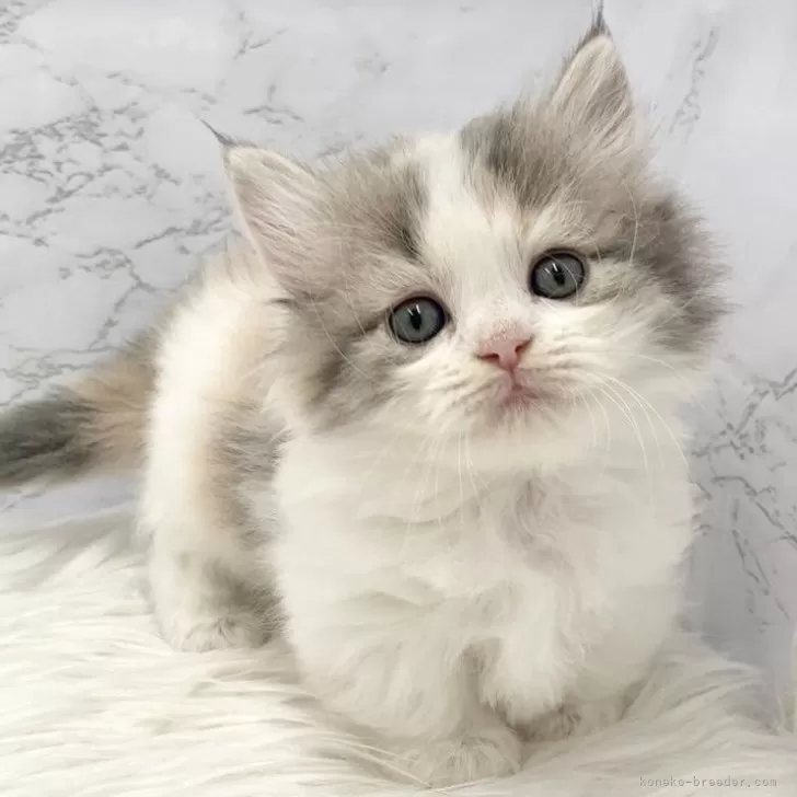 M.A 様のお迎えした子猫