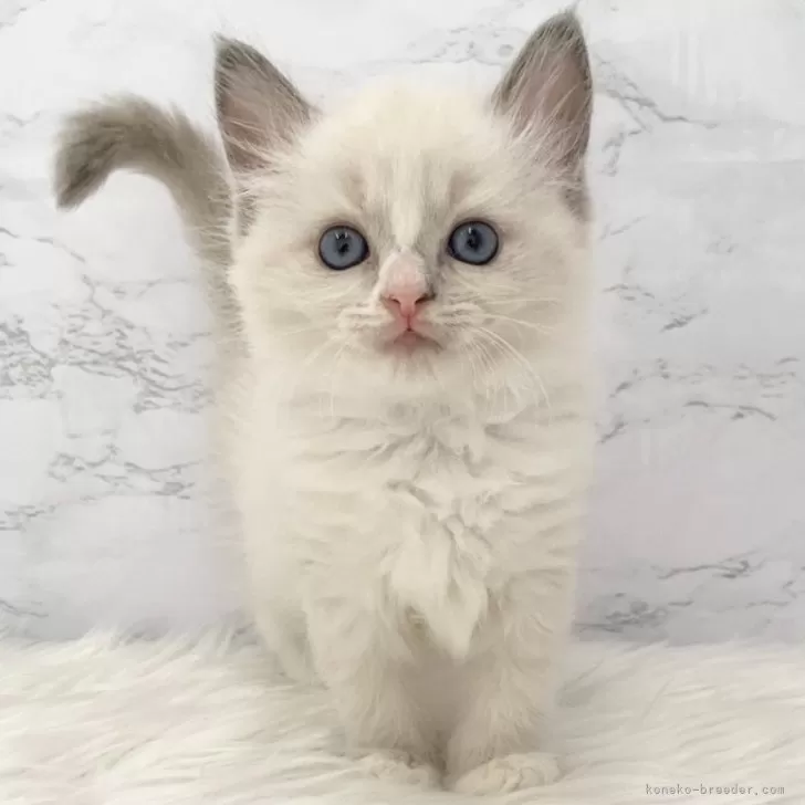 ID:2502-01470の子猫