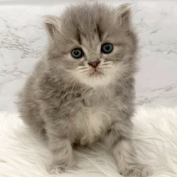 ミヌエット(長足)【愛知県・女の子・2025年11月7日・ブルーパッチドタビー（ロングヘア）】の写真「1月3日~お迎え可能🍀管理番号444°」