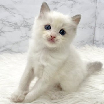 ラグドール【愛知県・女の子・2025年9月22日・ブルーポイントバイカラー（ロングヘア）】の写真「11月18日~お迎え可能🍀管理番号368°」