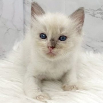 ラグドール【愛知県・女の子・2025年10月19日・ブルーポイントバイカラー（ロングヘア）】の写真「12月15日~お迎え可能🍀管理番号414°」