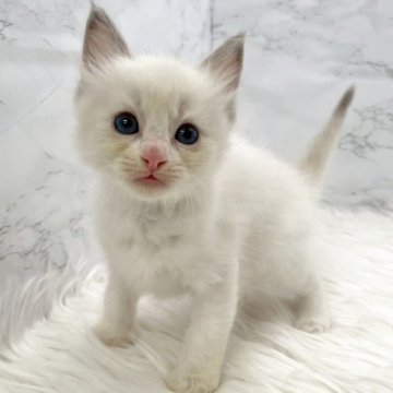 ラグドール【愛知県・女の子・2025年10月19日・ブルーポイントバイカラー（ロングヘア）】の写真「12月15日~お迎え可能🍀管理番号415°」