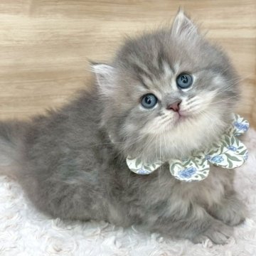 ミヌエット(短足)【愛知県・男の子・2025年4月13日・ブルータビー（ロングヘア）】の写真「6月9日~お迎え可能🍀管理番号382」