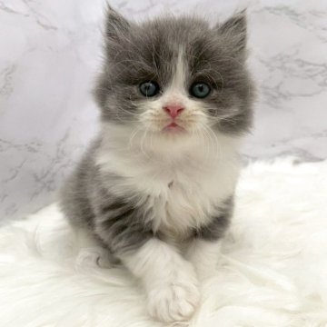 ブリティッシュロングヘア【愛知県・男の子・2025年11月4日・ブルー&ホワイト（ロングヘア）】の写真「12月31日~お迎え可能🍀管理番号1076」