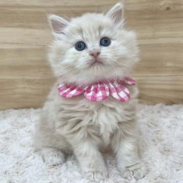 サイベリアン【愛知県・女の子・2025年2月1日・クリームタビー（ロングヘア）】の写真「3月30日~お迎え可能🍀管理番号142」