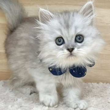 マンチカン(長足)【愛知県・男の子・2025年8月16日・シルバータビー（ロングヘア）】の写真「10月12日~お迎え可能🍀管理番号821」
