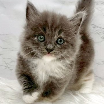 マンチカン(長足)【愛知県・女の子・2025年9月23日・ブルーパッチドタビー&ホワイト(ロングヘア)】の写真「11月19日~お迎え可能🍀管理番号370°」