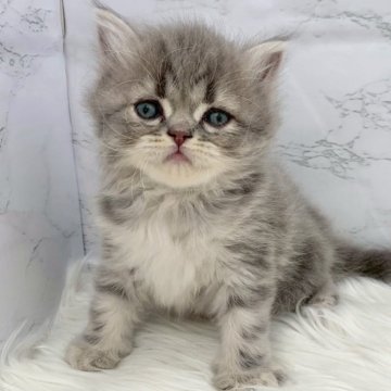 ミヌエット(長足)【愛知県・男の子・2025年10月13日・ブルータビー（ロングヘア）】の写真「12月9日~お迎え可能🍀管理番号398°」