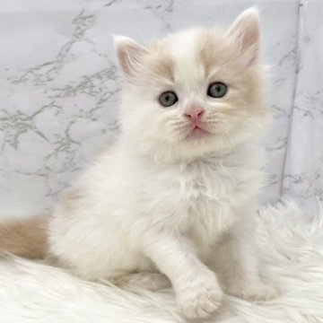 ミヌエット(長足)【愛知県・男の子・2025年10月3日・クリームタビー&ホワイト（ロングヘア）】の写真「11月29日~お迎え可能🍀管理番号386°」