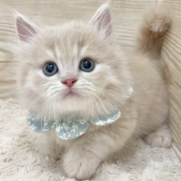 ミヌエット(短足)【愛知県・男の子・2025年6月8日・クリームタビー（ロングヘア）】の写真「8月4日~お迎え可能🍀管理番号67*」