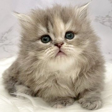 ミヌエット(短足)【愛知県・女の子・2025年10月3日・ブルーパッチドタビー（ロングヘア）】の写真「11月29日~お迎え可能🍀管理番号969」