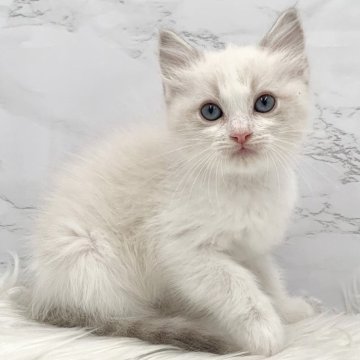 ラグドール【愛知県・女の子・2025年1月16日・ブルーポイントバイカラー（ロングヘア）】の写真「3月14日~お迎え可能🍀管理番号36°」