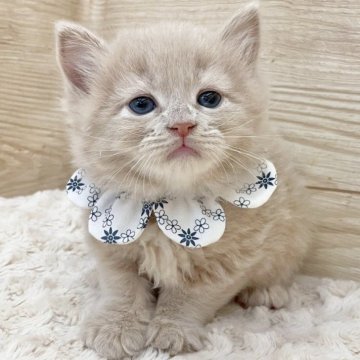 ミヌエット(長足)【愛知県・男の子・2025年7月29日・クリームタビー（ロングヘア）】の写真「9月24日~お迎え可能🍀管理番号82*」