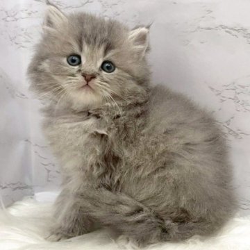 ミヌエット(長足)【愛知県・男の子・2025年10月17日・ブルータビー（ロングヘア）】の写真「12月13日~お迎え可能🍀管理番号1002」