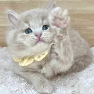 サイベリアン【愛知県・女の子・2025年4月13日・クリームタビー（ロングヘア）】の写真「6月9日~お迎え可能🍀管理番号375」