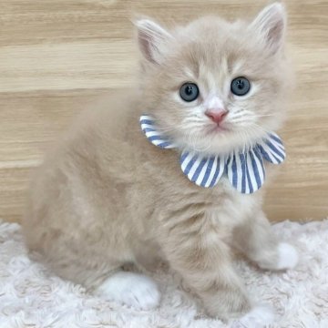 サイベリアン【愛知県・男の子・2025年5月26日・クリームタビー&ホワイト（ロングヘア）】の写真「7月22日~お迎え可能🍀管理番号541」