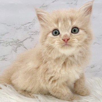 マンチカン(長足)【愛知県・男の子・2025年9月23日・クリームタビー（ロングヘア）】の写真「11月19日~お迎え可能🍀管理番号372°」